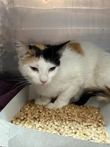A young large-sized female Black Domestic Short Hair cat named Shy Shelly for adoption in El Paso, TX