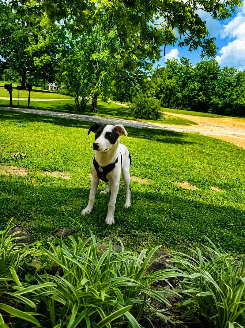 A baby medium-sized male Black Hound dog named Eddie Money for adoption in Holly Springs, MS
