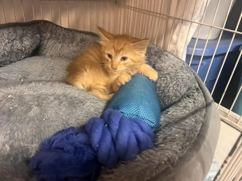 A baby medium-sized female Tabby (Orange / Red) Domestic Short Hair cat named Nala for adoption in Cleveland, OH