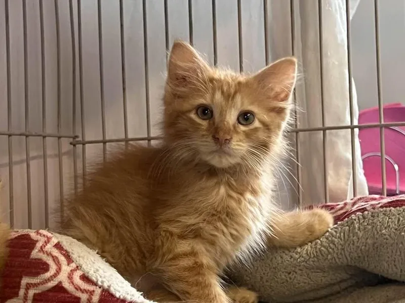 Nala thumbnail 2