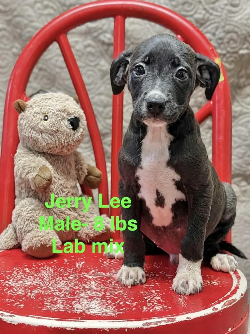 A baby medium-sized male Labrador Retriever dog named Jerry Lee for adoption in Manchester, CT