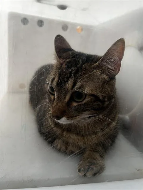 A young medium-sized female Domestic Medium Hair cat named Sabrina for adoption in Dallas, TX