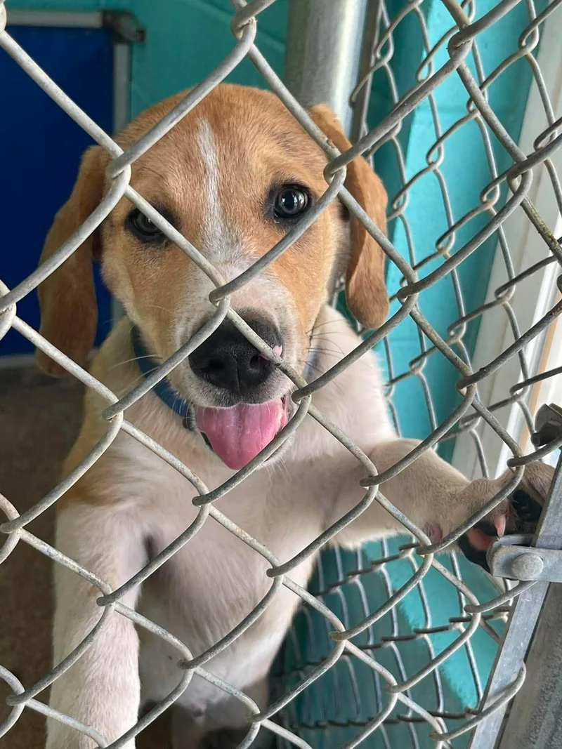 A baby medium-sized male Apricot / Beige Australian Shepherd dog named Fitch for adoption in Fort Payne, AL