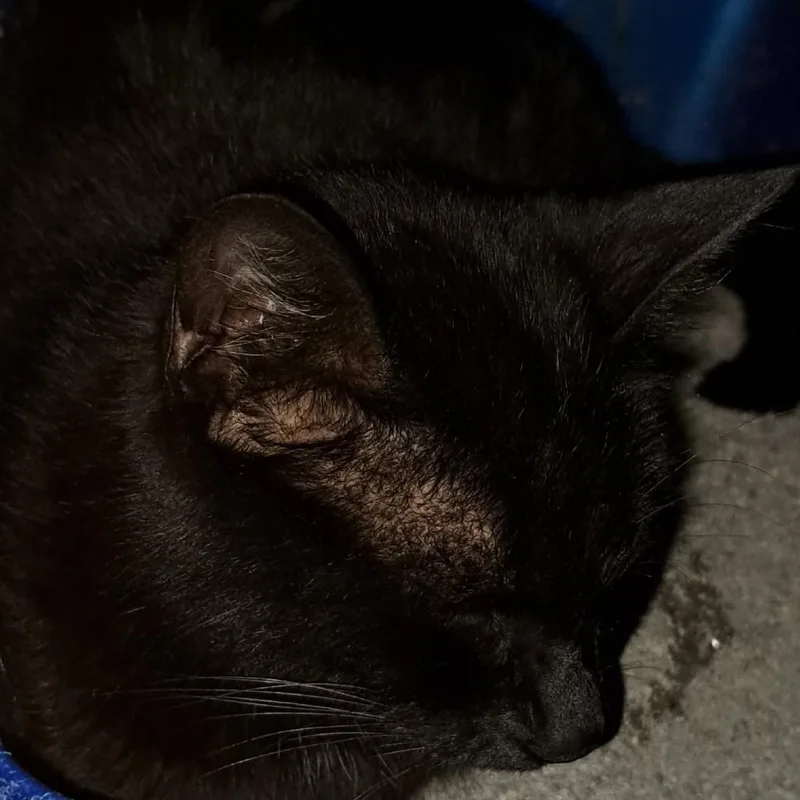 A young small-sized female Black Domestic Short Hair cat named Mira for adoption in Green Forest, AR