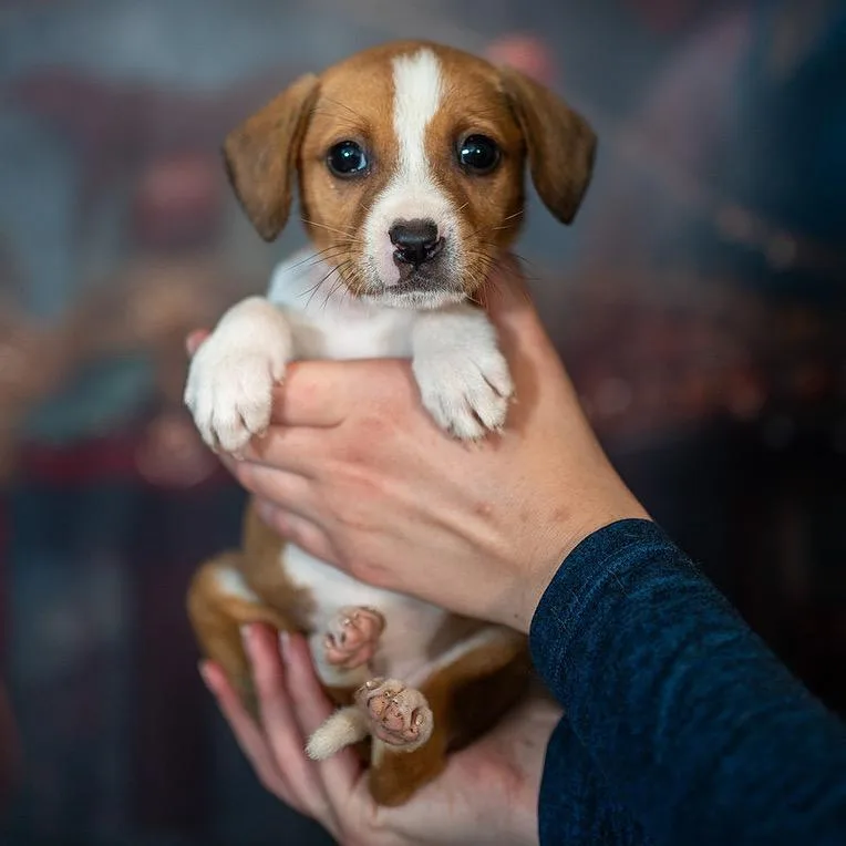 Snickers thumbnail 5