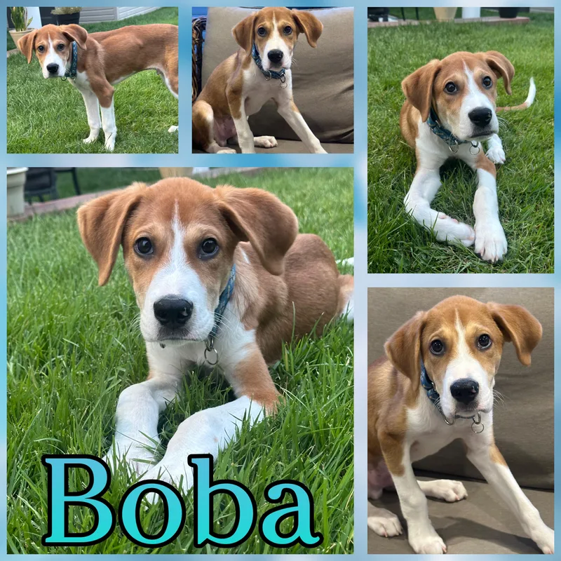 A baby large-sized male Red / Chestnut / Orange Hound dog named Boba for adoption in Hatfield, PA