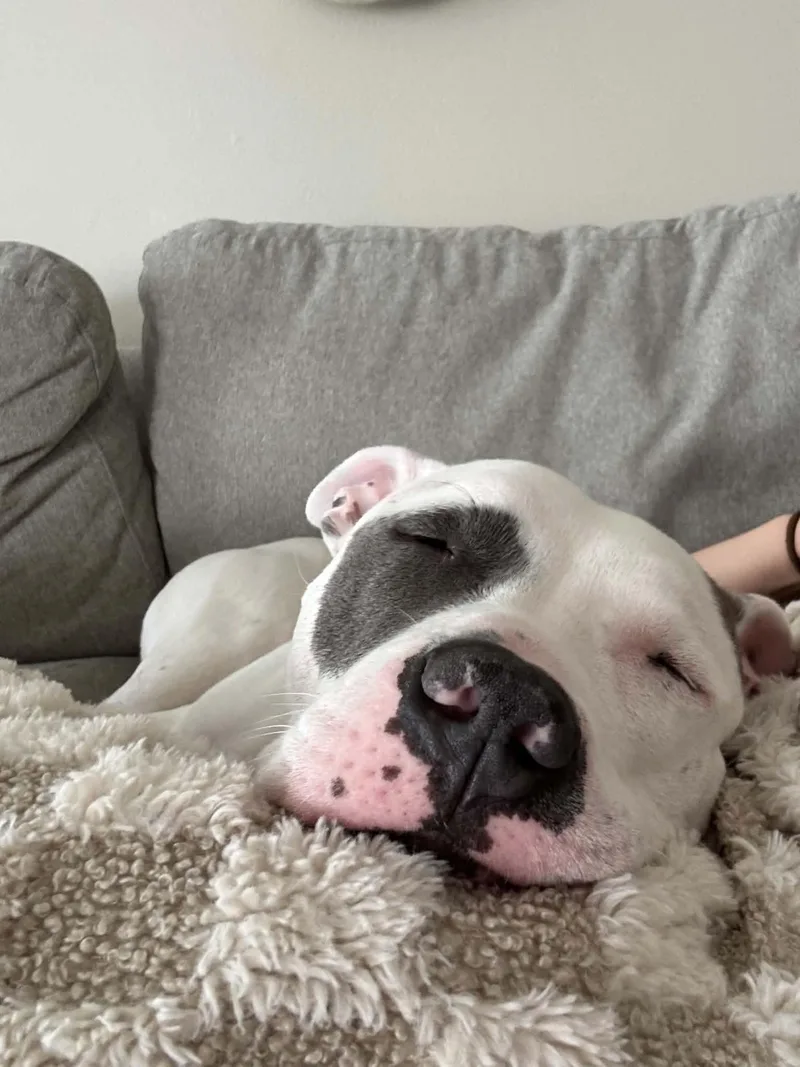 A young medium-sized male Pit Bull Terrier dog named Dancer for adoption in West Des Moines, IA