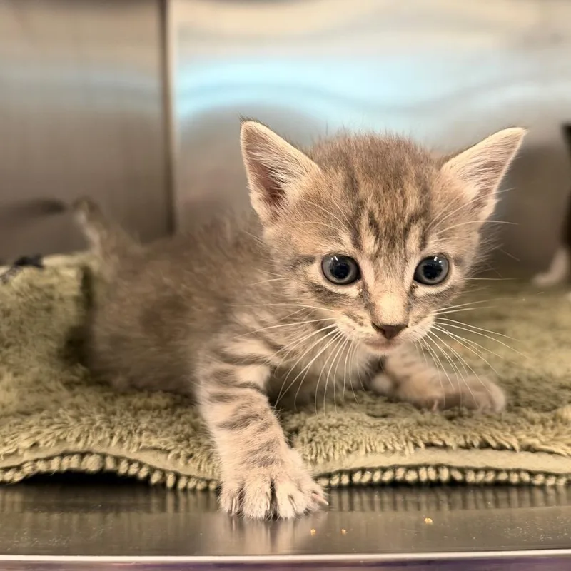 A baby small-sized male Gray / Blue / Silver Domestic Short Hair cat named Cobweb for adoption in League City, TX