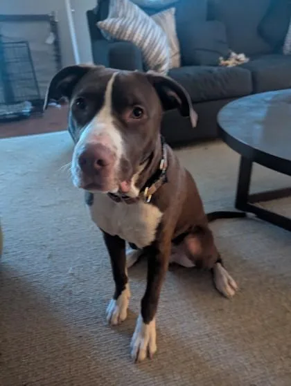 A young medium-sized male Mixed Breed dog named Atticus for adoption in Atlanta, GA
