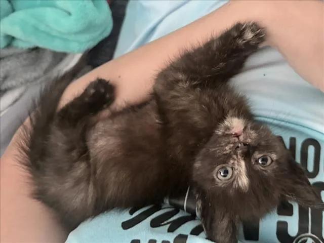 A baby small-sized female Domestic Short Hair cat named Brandi for adoption in Chapel Hill, NC
