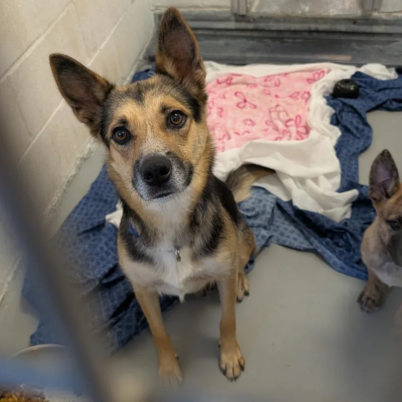 A young small-sized female Black German Shepherd Dog dog named Candy for adoption in Buchanan Dam, TX