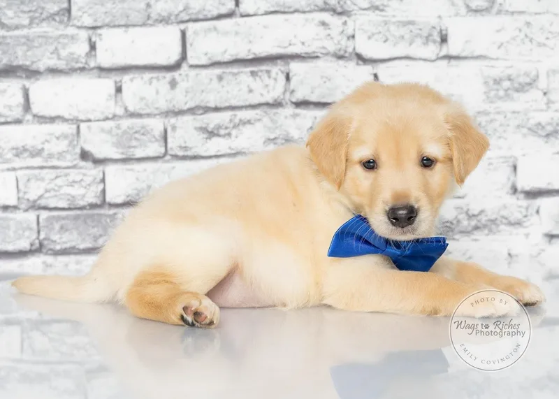 A baby medium-sized male Yellow / Tan / Blond / Fawn Labrador Retriever dog named Leonard for adoption in Tuscaloosa, AL