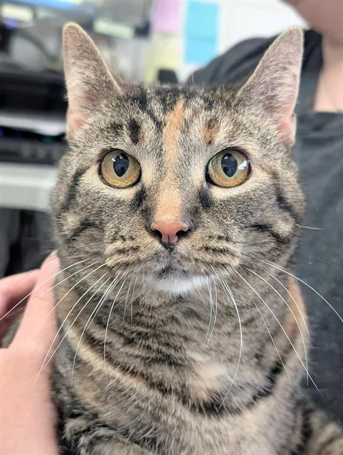An adult medium-sized female Domestic Short Hair cat named Lizzy for adoption in Canfield, OH