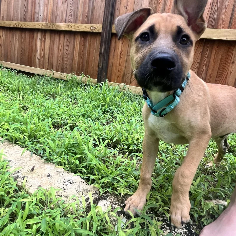 Roscoe
