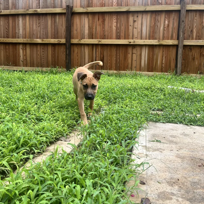 Roscoe thumbnail 3