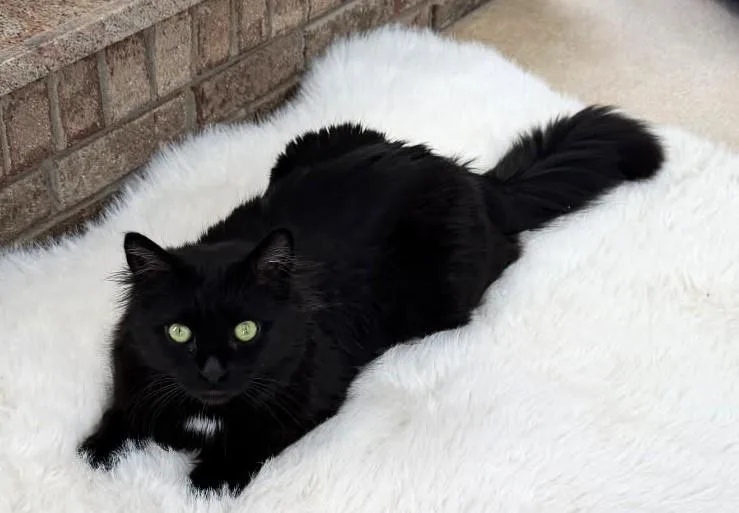 An adult large-sized male Black Maine Coon cat named Peppercini for adoption in Ypsilanti, MI