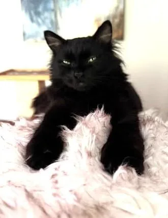Peppercini thumbnail 3