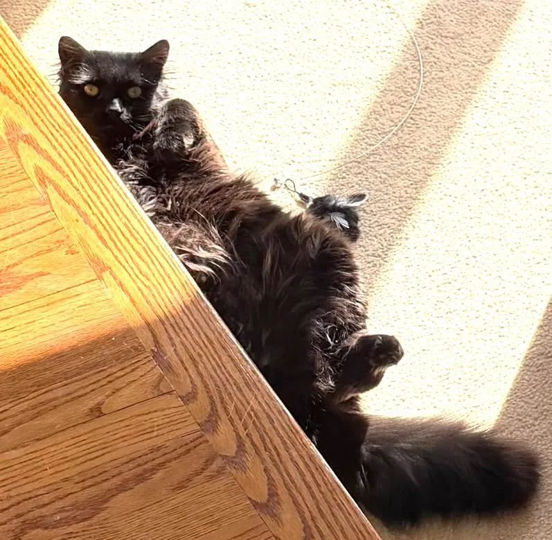 Peppercini thumbnail 5