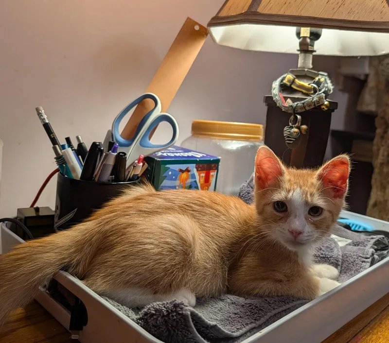 A baby medium-sized male Tabby cat named Butterscotch for adoption in Greenville, DE