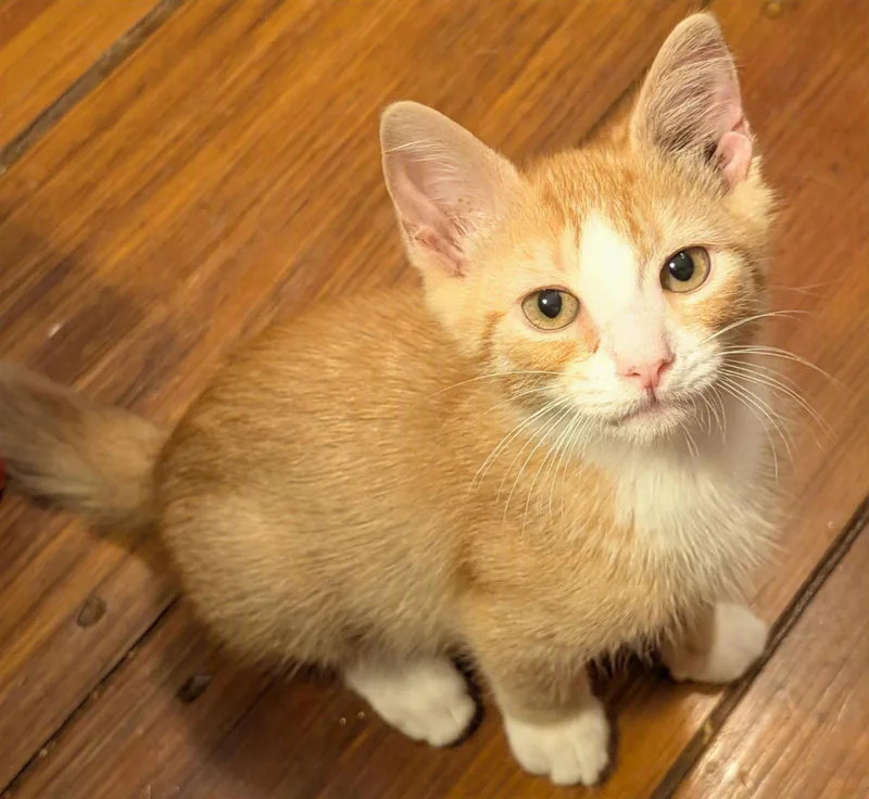 Butterscotch thumbnail 2