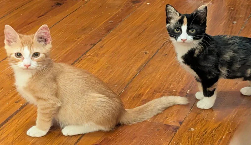 Butterscotch thumbnail 3