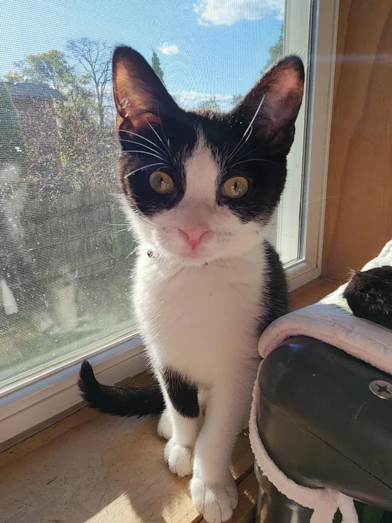 A baby medium-sized male Domestic Short Hair cat named Remington for adoption in Rice Lake, WI