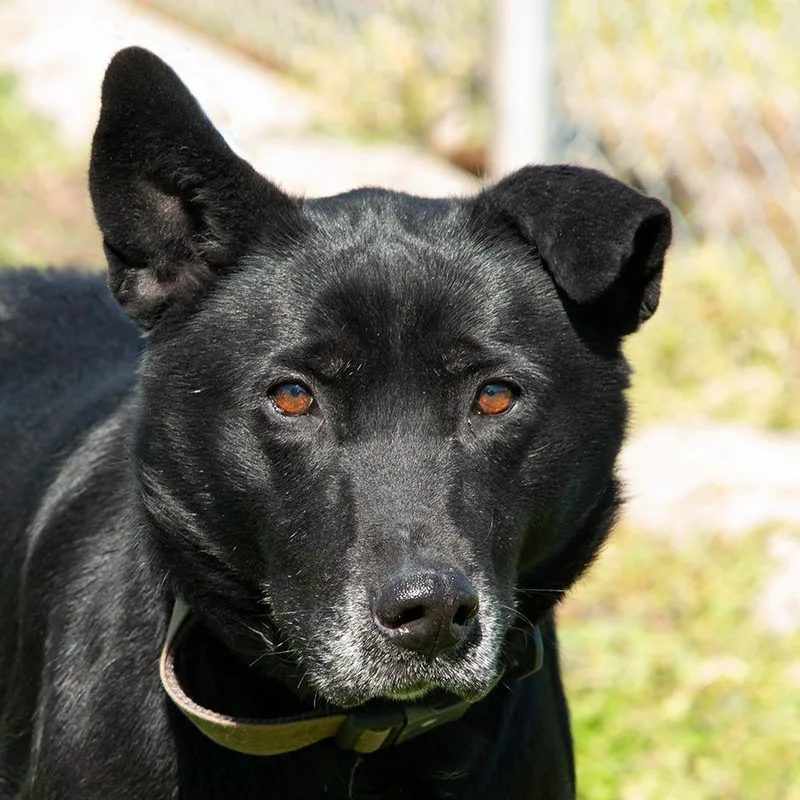 An adult medium-sized female Shepherd dog named Pepper for adoption in Troy, OH