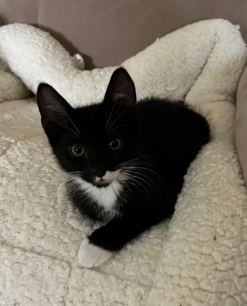 A baby medium-sized female Domestic Short Hair cat named Eboni for adoption in Lancaster, PA