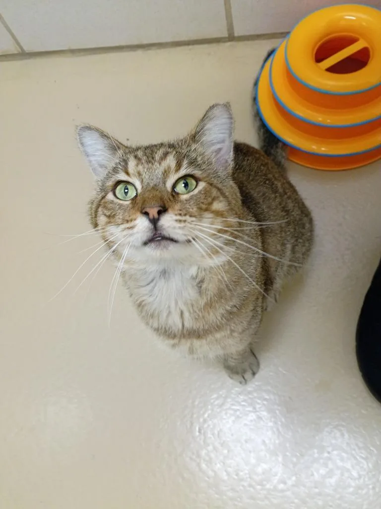A young medium-sized male Domestic Short Hair cat named Draco Meowfoy for adoption in Hamilton, OH
