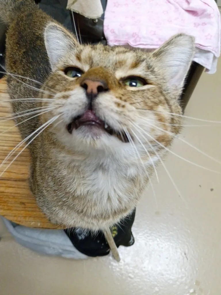 Draco Meowfoy thumbnail 2