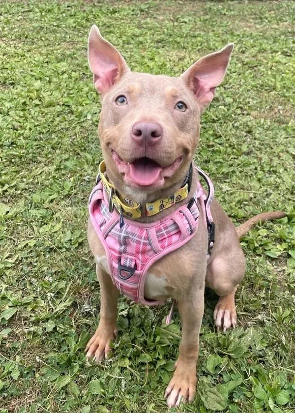 An adult medium-sized female Pit Bull Terrier dog named Lily for adoption in Skillman, NJ