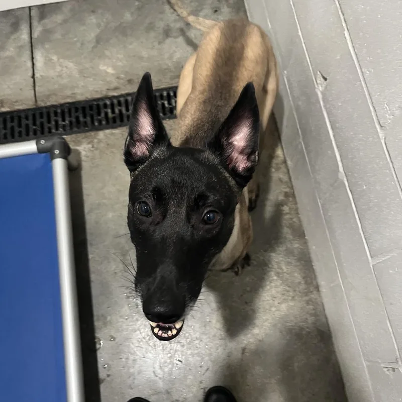 An adult large-sized male Belgian Shepherd / Malinois dog named Spike for adoption in Hinesville, GA