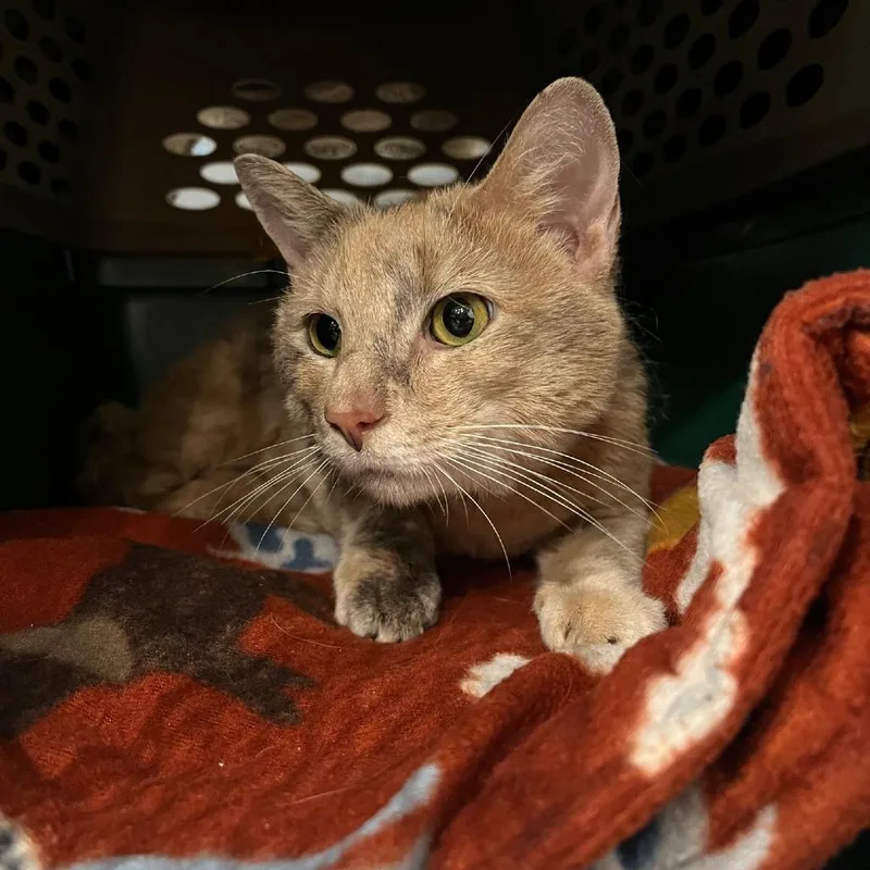 A senior medium-sized female Tortoiseshell Domestic Short Hair cat named Gemini for adoption in Chicago, IL