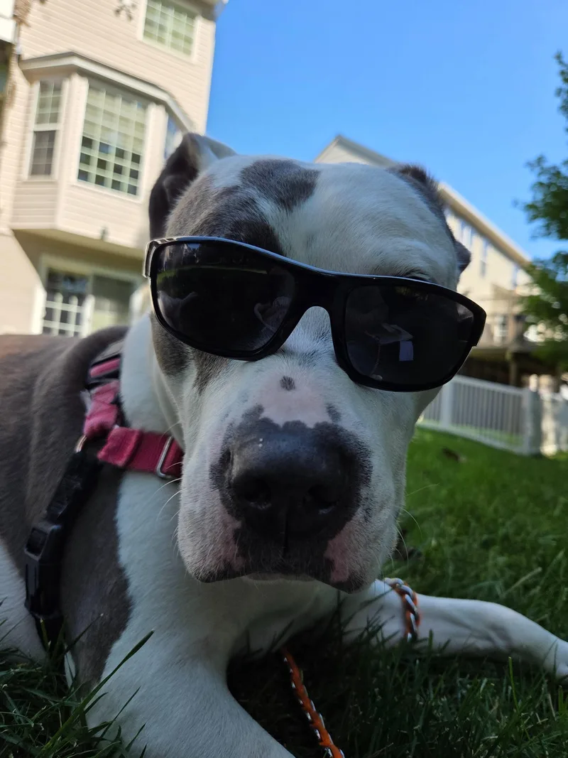 A senior large-sized female Gray / Blue / Silver Pit Bull Terrier dog named Quinnly for adoption in Reisterstown, MD