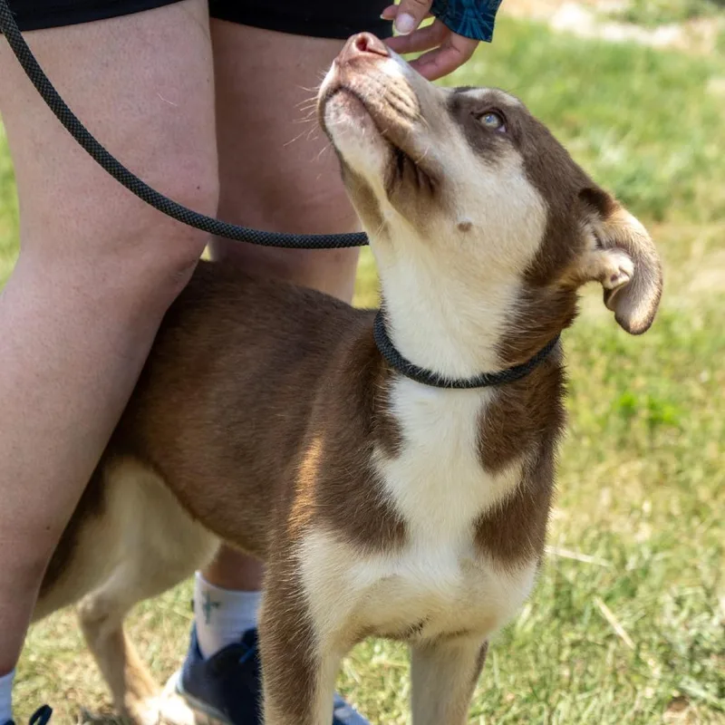 A young medium-sized female Brown / Chocolate Husky dog named Aurora for adoption in Elizabeth City, NC