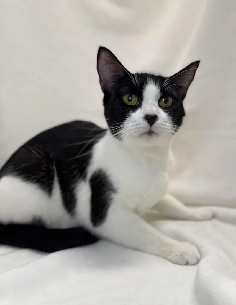 An adult medium-sized female Black & White / Tuxedo Domestic Short Hair cat named Celeste for adoption in Greensboro, NC