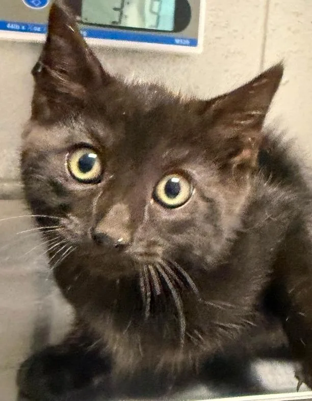 A baby small-sized male Domestic Short Hair cat named Drogon for adoption in Henderson, NC