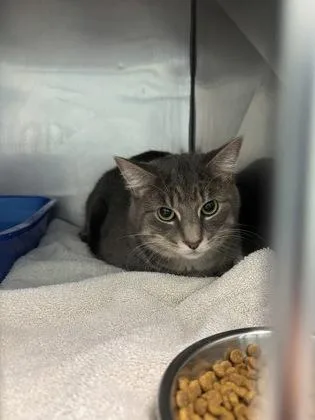 An adult medium-sized male Domestic Short Hair cat named Ozzie for adoption in Fishers, IN