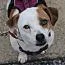 A young small-sized male White / Cream Beagle dog named Butch Cassidy for adoption in Stuarts Draft, VA