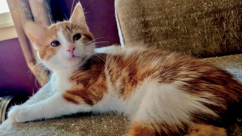 A baby small-sized male Orange & White Domestic Short Hair cat named Bahama for adoption in Forest Lake, MN