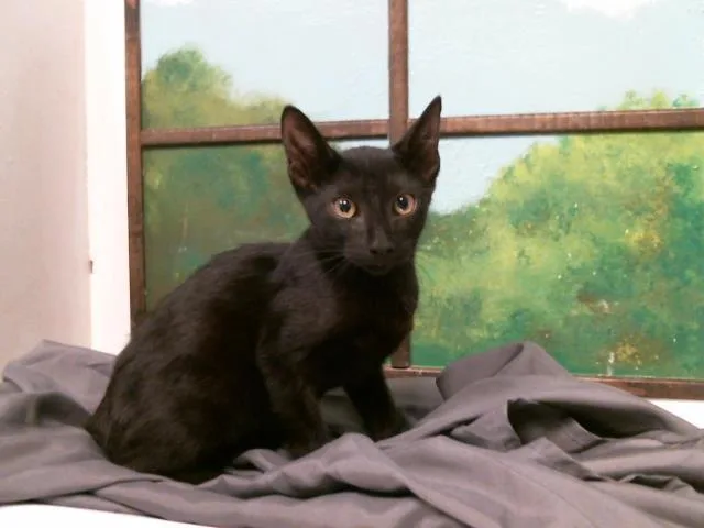 A baby small-sized female Domestic Short Hair cat named Missie for adoption in Houston, TX