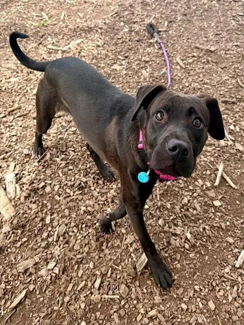 A young medium-sized female Labrador Retriever dog named Pearl for adoption in Leesburg, VA