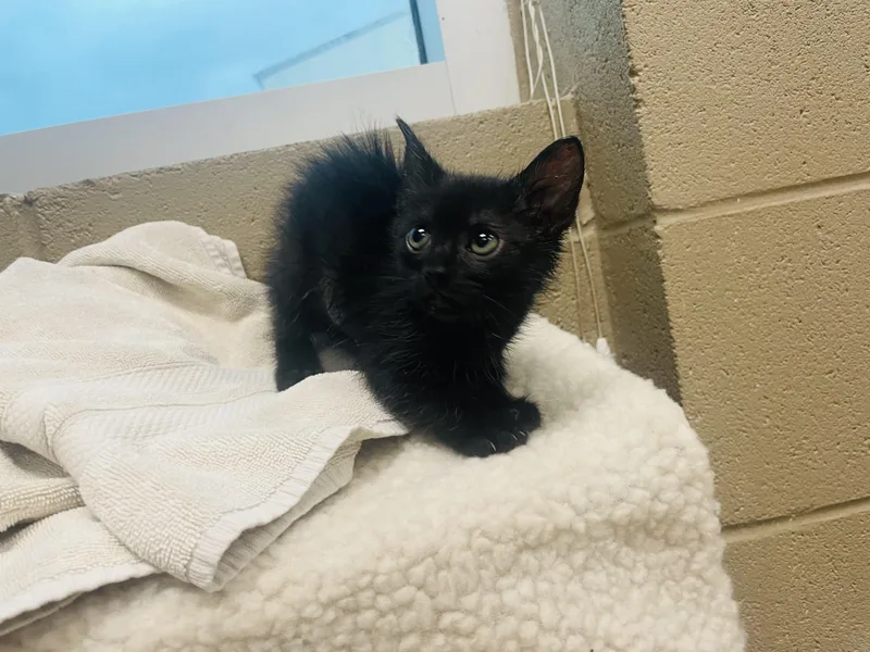 A baby small-sized female Black Domestic Short Hair cat named Sylvie for adoption in Seabrook, TX