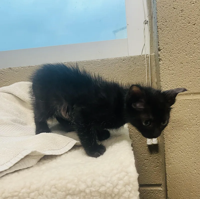 Sylvie thumbnail 2