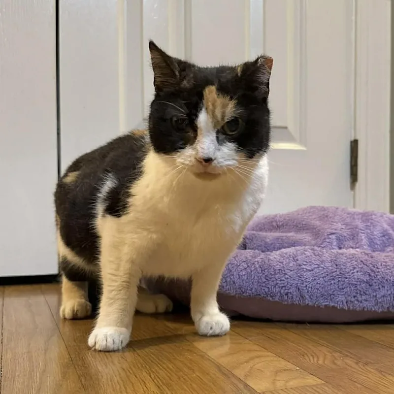 A young medium-sized female Black & White / Tuxedo Domestic Short Hair cat named Nadia for adoption in Raleigh, NC