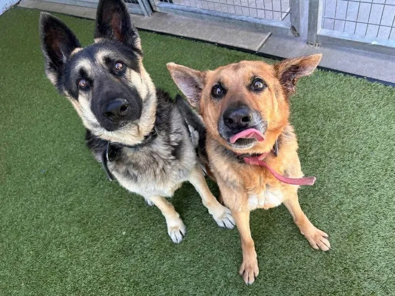 A senior large-sized female Apricot / Beige German Shepherd Dog dog named Rukia & Bankai  for adoption in New Rochelle, NY