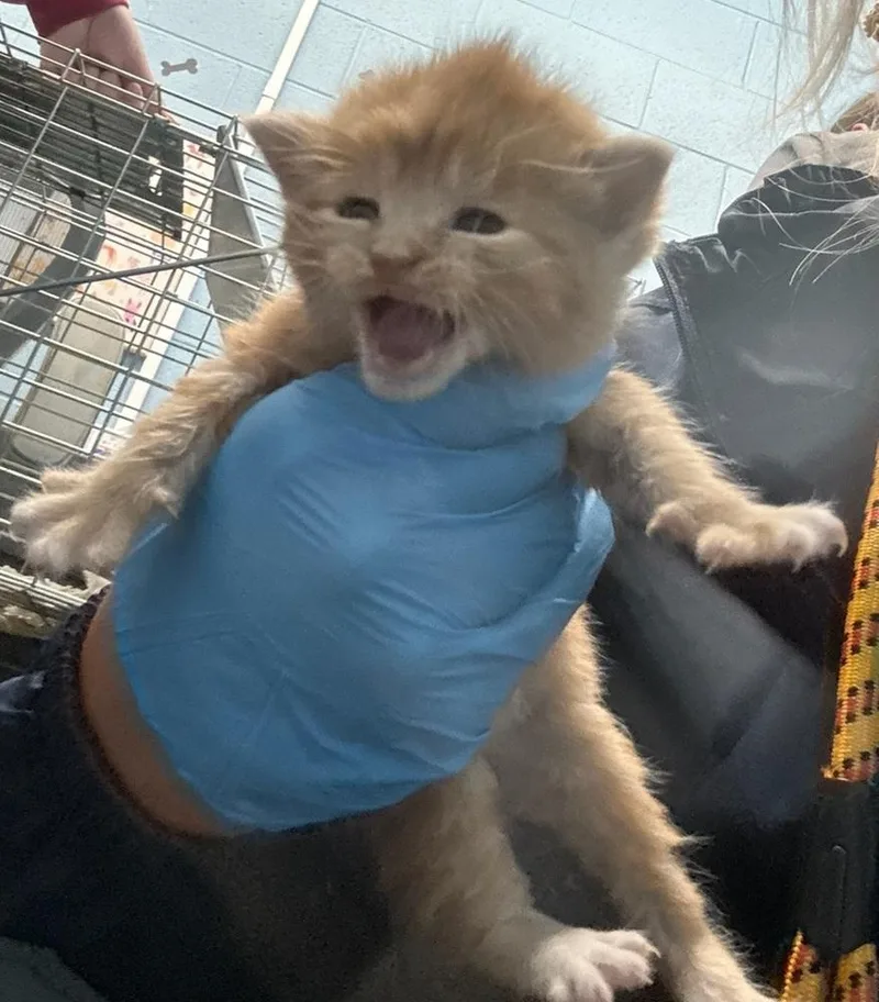 A baby small-sized male Tabby (Orange / Red) Domestic Short Hair cat named Bubble Beeper for adoption in Evansville, IN