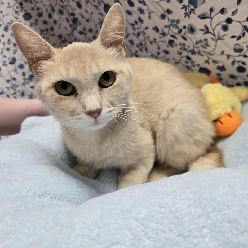 An adult medium-sized female Buff / Tan / Fawn Domestic Short Hair cat named Gala for adoption in Richmond, KY