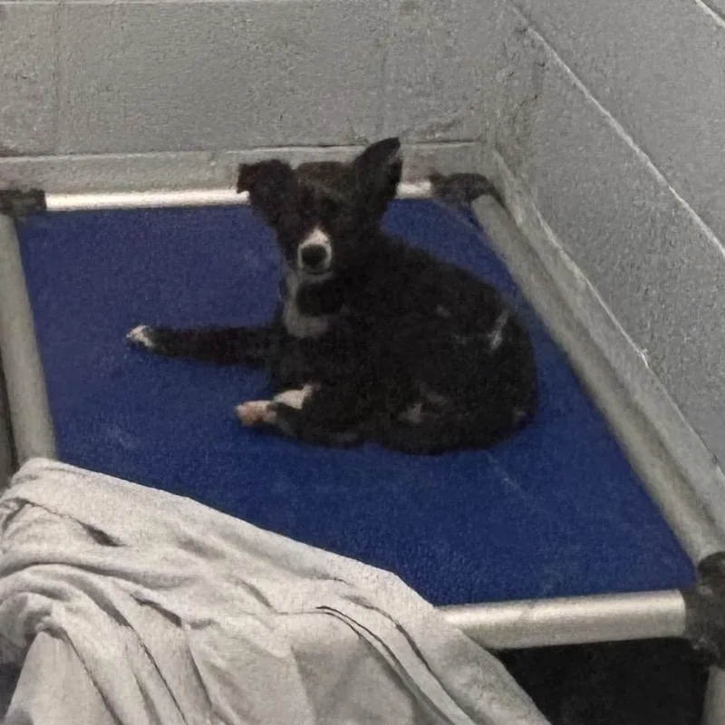 A baby small-sized female Black Mixed Breed dog named Zenon for adoption in Naples, FL