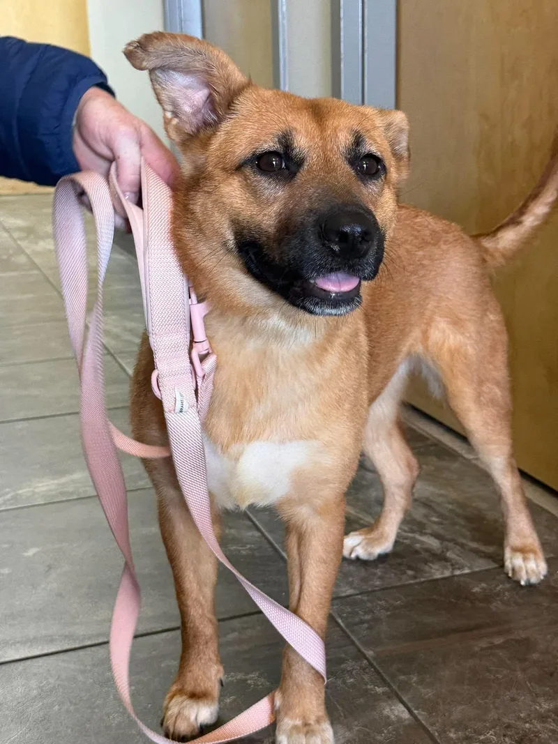 A young medium-sized female Golden Shepherd dog named Honey for adoption in Palm Bay, FL